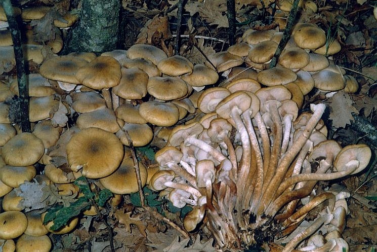  Image name: armillaria_mellea6.jpg 
 width: 745 pixel 
 height: 497 pixel 
 Size: 144431 bytes 
 Click to enlarge 